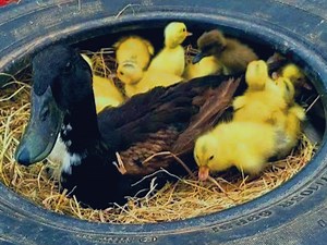 20K views · 486 reactions | Pekin 20new duckling hatching from eggs / new baby duck after bron #hatchingeggs #pekinduckling #newchick | BIRD 24 | Facebook
