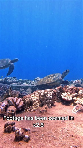 Turtle Dance Underwater Wildlife Video