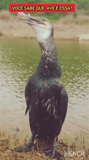 Você conhece essa ave? #animaispelomundo #aves #naturezasurpreendente