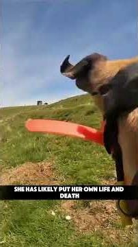 Brave Mother Hare Baits Herself to Save Her Babies from Hounds! #nature #hare #survival #wildlife