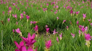 Siam tulip, the pink flowers in Chaiyaphum province, Thailand.
