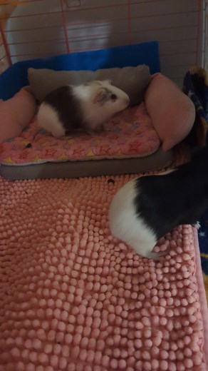 ♡GuineaPiggy♡ on TikTok