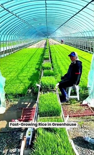 Fast-Growing Rice in Greenhouse 🌱 | Smart Farming Tech