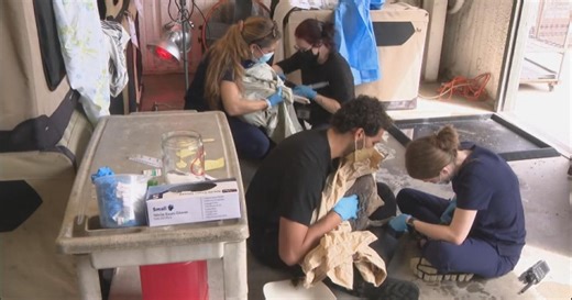 SoCal sea birds poisoned by toxic algae outbreak