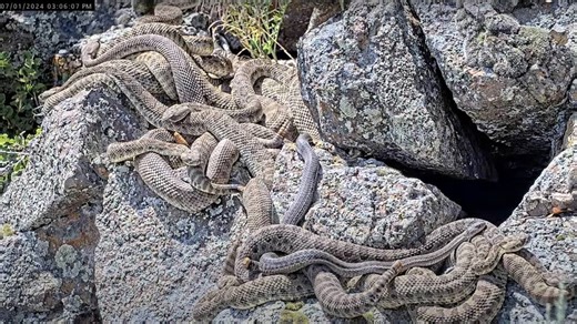 Rattlesnake ‘mega den’ in Colorado offers live peek as snakes emerge from winter