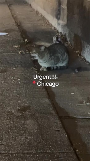 Help Chicago's Stray Cats Stay Warm this Winter