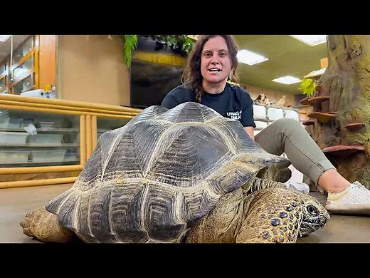 Everything you need to know about tortoises