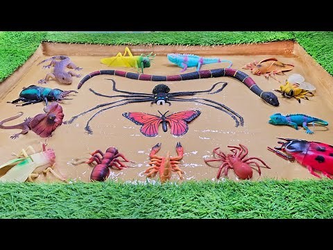 Crawling Cosmos: A Tiny World of Bugs, Beetles and Slithering Friends!