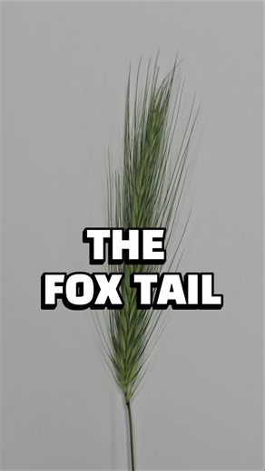 The danger of this plant for dogs 🤐#dogs #foxtail #foxtails