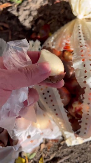 Planting fall tulip bulbs