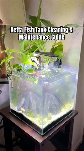 Betta Fish Tank Cleaning & Maintenance Guide | Crystal Clear Aquarium ✨🐟 #aquarium #betta #cleaning