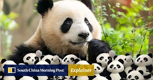 Explainer | How has China’s panda diplomacy evolved and where are its stars now?