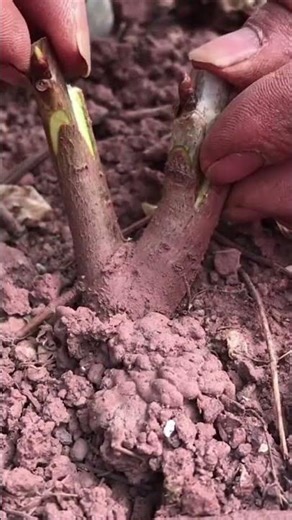 performing budding technique on young plant seedling stems