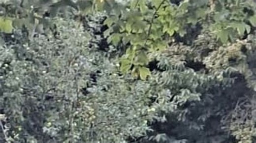 Košičanov na sídlisku strašia diviaky. Poľovníci žiadajú povolenie na lov v obytnej zóne