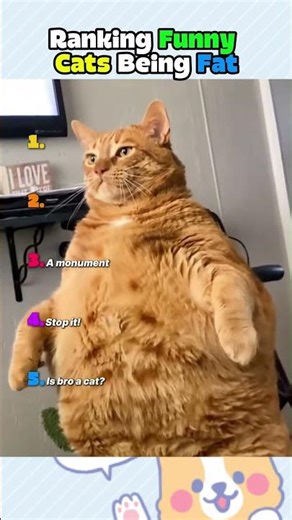 Ranking Funny Fat Cats Moments! 😹 #cats #ranking #viral