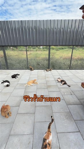 รีวิวรั้วบ้านแมวระบบปิดที่ถูกใจ