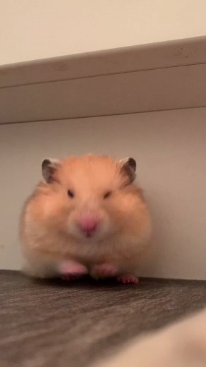 Yawning compilation of my sleepy hamster Dipper 😴 #fyp #hamster #hamstersoftiktok #yawn