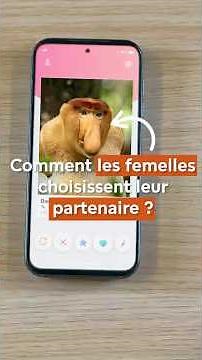 Comment les femelles choisissent leur partenaire ? 💕