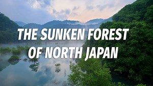 Discover the Hidden Sunken Forest in Akita