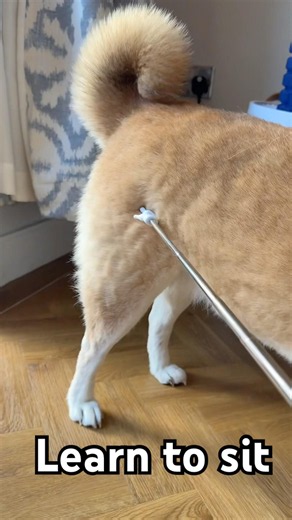 Learn to sit