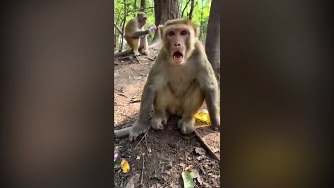 🐵 Happy Monkey Smiling and Playing! Funny and Cute Monkey Video 🐒😊