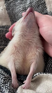 1.2M views · 91K reactions | To the  and back❤️ | Rick the Hedgehog | Facebook