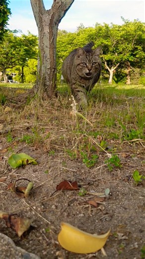 Maru-chan came back after a failed expedition❗ Trotting over, she greeted me with a silent meow❗ ...