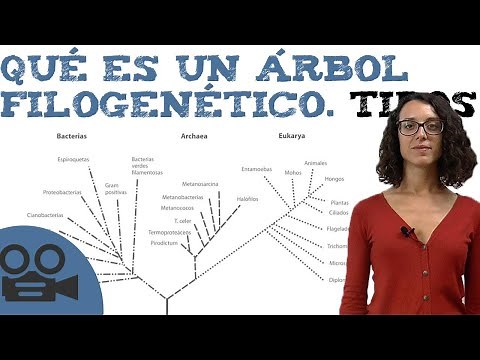 What is a phylogenetic tree? Types.