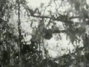 El grito de tarzán el original #Gritodetarzán