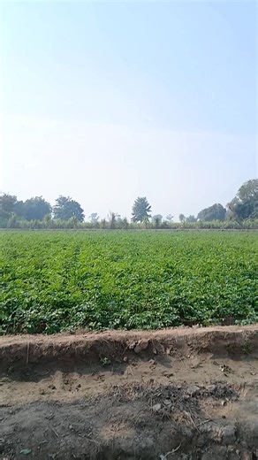 Sidra Prince (@sidra.prince)’s videos with original sound - Dr Harman Kaur | 2025 bride ✨