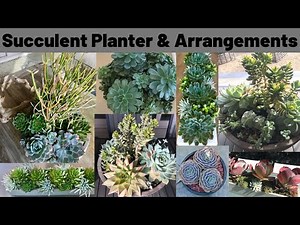 Succulent planter, POTS, arrangements, containers, displays, DIY ideas with MOODY BLOOMS