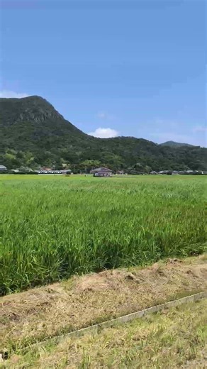 隠岐島(島後島 どうごじま)の田んぼ ロードバイク ツーリング