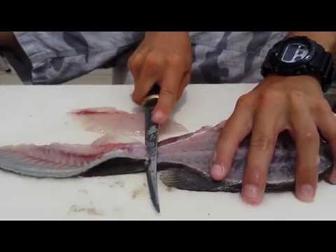 How to Fillet a Fish! (Mangrove Snapper)