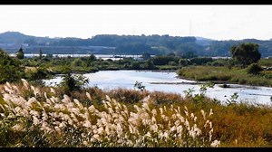 银草 里德 秋季 - Free video on Pixabay