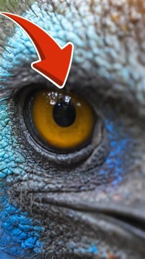 Meet the Cassowary: A Powerful Bird of the Rainforest