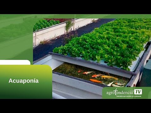 AQUAPONICS IN 2 MINUTES