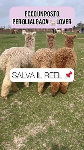 IL PIANO DEGLI ALPACA 🦙 #pianodeglialpaca #alpaca #alpacalover #animali #natura #tarquinia #roma #travel #travelblogger #reel #viral #trendvideo #cosafarearoma #cosafare #attivitàbambini #parco