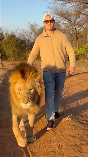 I Walked with a Lion in South Africa… 🦁🇿🇦😳