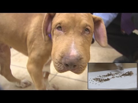 Puppy Survives Being Stung By Over 400 Bees