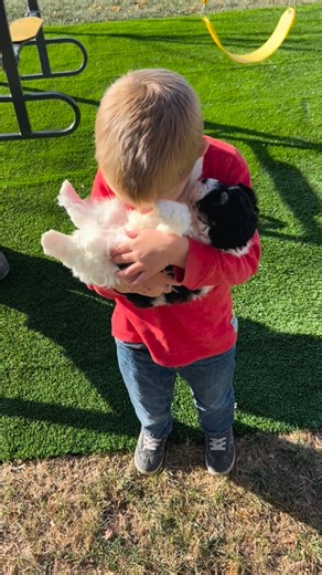 BernedoodlesOfTheOpenPrairie on Instagram: "Toby is the sweetest F1b Tiny Bernedoodle boy. He will be approximately 12-17 lbs. full grown and will have the most beautiful soft and wavy to curly hair coat. Toby LOVES to cuddle and is playful but can also chill out when he needs to. Come meet this beautiful boy IN PERSON! Call or message Edna at 217-273-2980 to schedule a visit today. We are located in Arthur, Illinois. Bernedoodlesoftheopenprairie.com #bernedoodlesofinstagram #tinybernedoodle #be