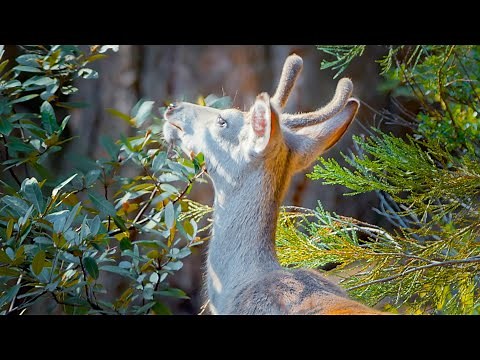 Relaxing Music | Scripture, Scenery, and Song | RadiantTV | Nature Classics