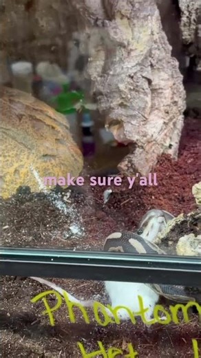 Eating The Biggest Rat I Can Find #snake #reptiles #terrarium #wildlife