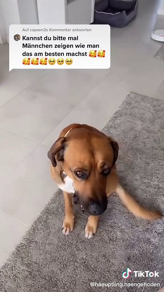 Männchen beibringen: Hunde Tricks effektiv lernen