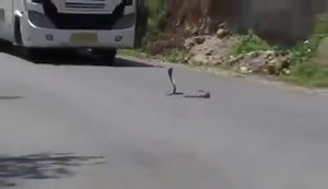 5.8K views · 85 reactions | Mungo gegen Kobra. Der ultimative Fight... | Explore Magazine | Facebook