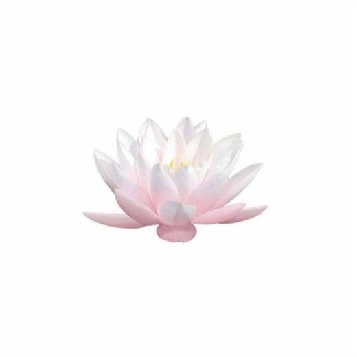 Welcome to Blomming Lilies: Discover the World of Flowers