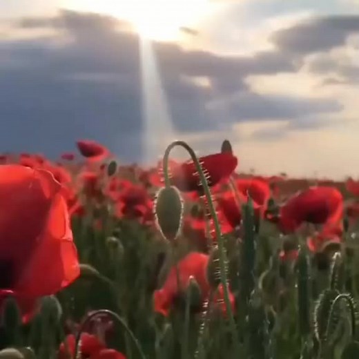 Stunning Red Poppies Under Clear Blue Skies