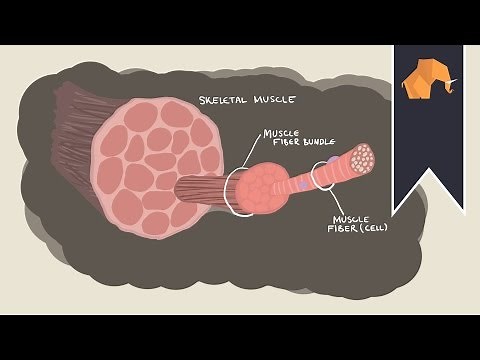 How do muscles work? How do muscles grow?