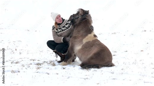 Woman practicing horsemanship with a Shetland pony gelding showing a sitting trick outdoors in winter