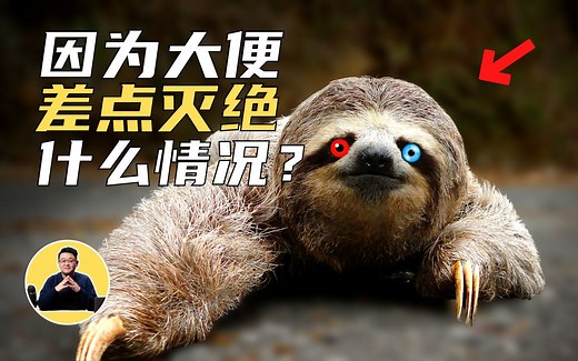 树懒：超50%的树懒，死于下树大便。为什么它们拼了命也要下树大便？聊聊树懒身上的秘密