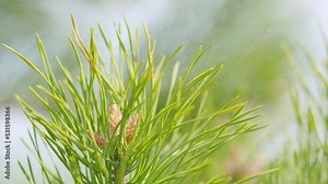 Pinus sylvestris. Young brown shoots and a small pine cone on a green pine branch. Close up.